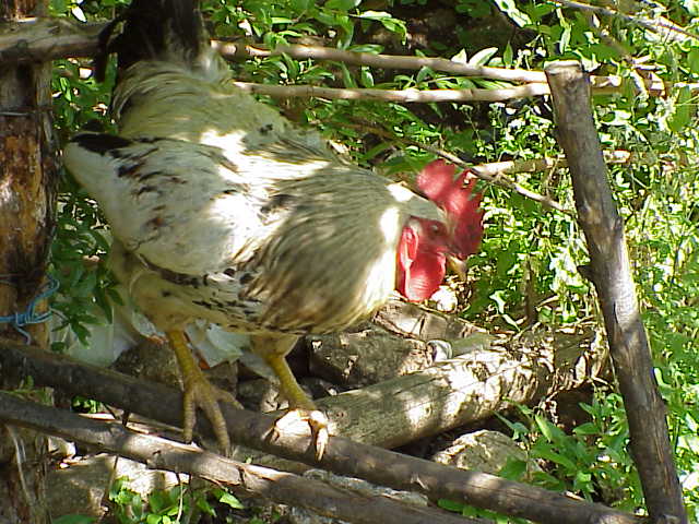 	Rooster		Ulupinar